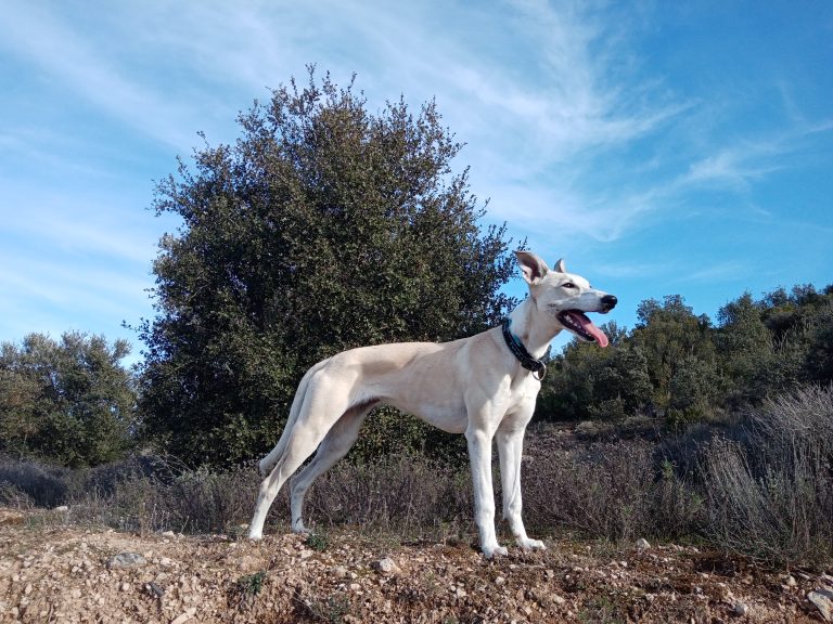 Monteando