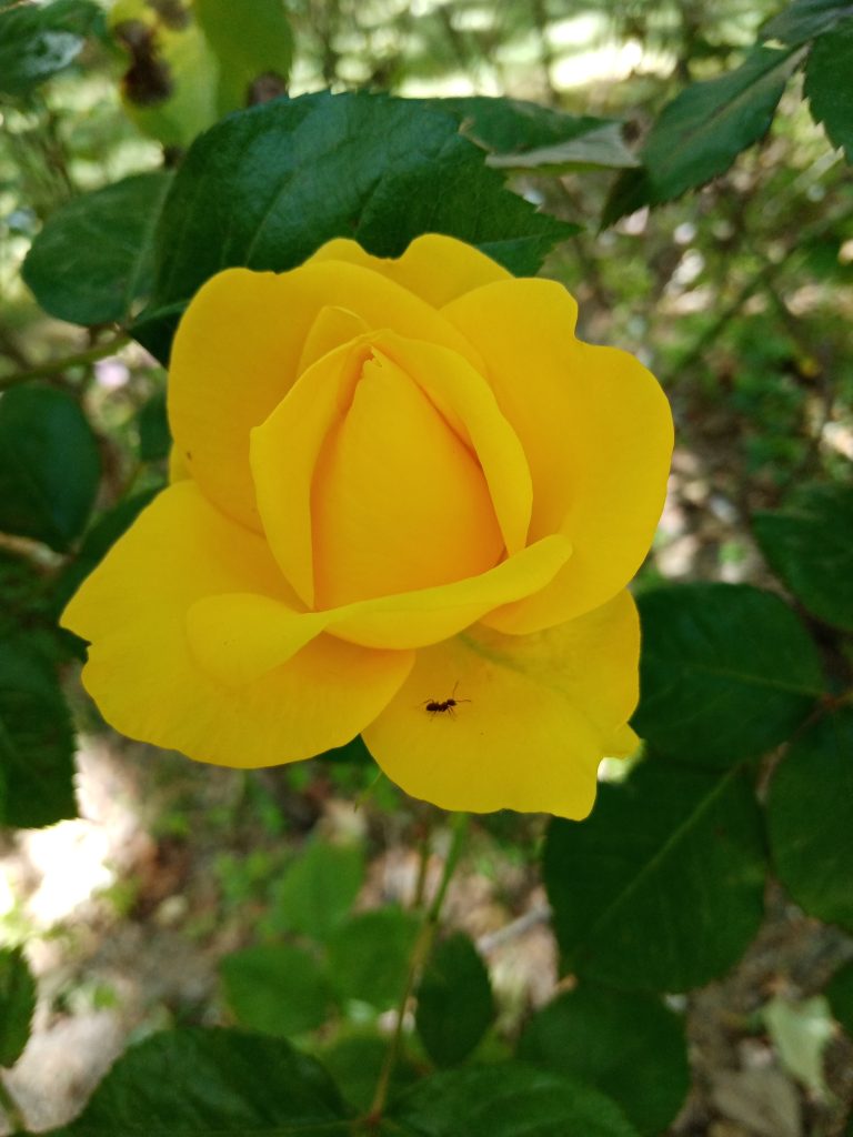 Hormiga sobre rosa